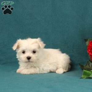 Adora, Maltese Puppy